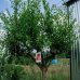 Granátovník púnsky (Punica Granatum) ´MOLLAR V.´ - výška 200-240cm, kont. C130L (-15°C) - EXEMPLÁR